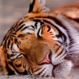 Tigers Release Dombrowski, Bag Winning