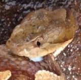 What a Surprise ... Not: Sepp's Got Resigner's Remorse