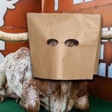 Mack Brown Not Stepping Down at Texas 