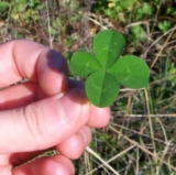 Luck of the Irish Cuts Both Ways