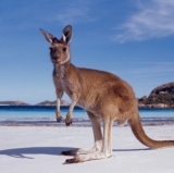 Australia Just Doesn’t Do It for Zach Greinke