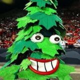 Wazzu Looks to Be Tree-mendous at Stanford