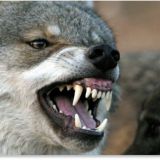 Wolves Bite Manchester United at Molineux ... Again